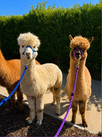 4x Alpacas with trailer included