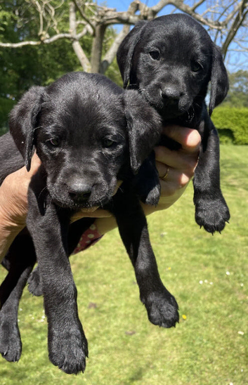 Gorgeous Little Girls looking for a forever home