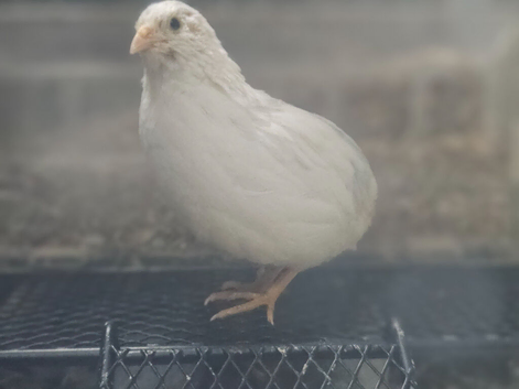Females