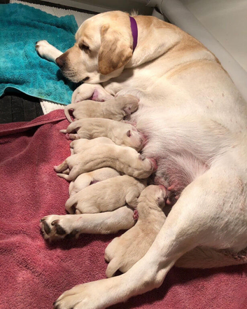 Pedigree Labrador puppies for sale!