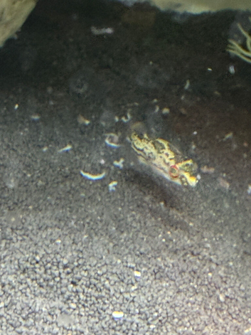Red eye puffers x7