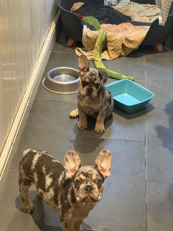 male French bulldogs