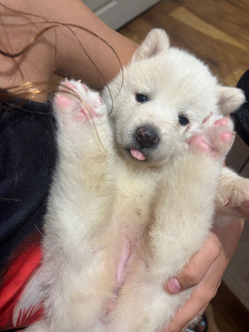BEAUTIFUL JAPANESE AKITA INU PUPPIES