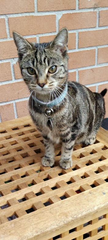 6 month old tabby female