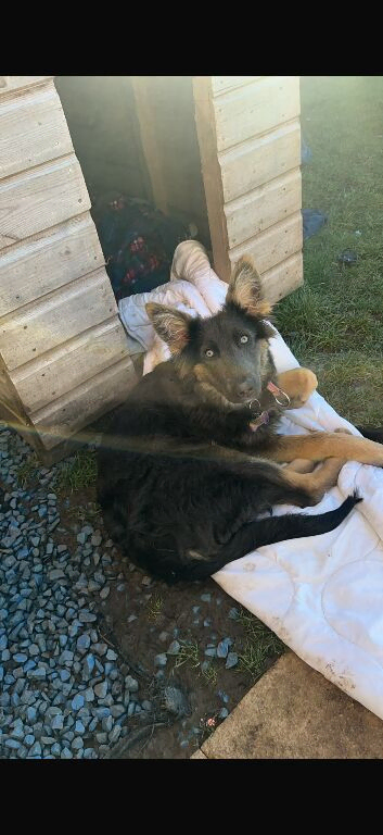 German shepherd
