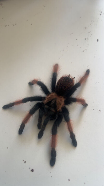 Mexican red knee