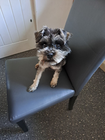 Miniature Schnauzer Bitch