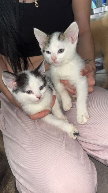 4 beautiful kittens for sale