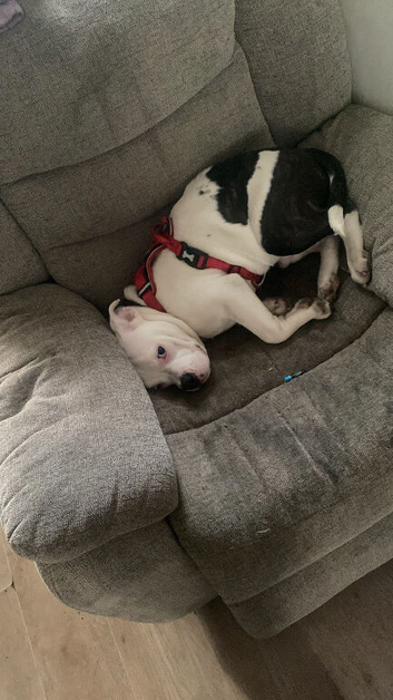Staffy cross bulldog
