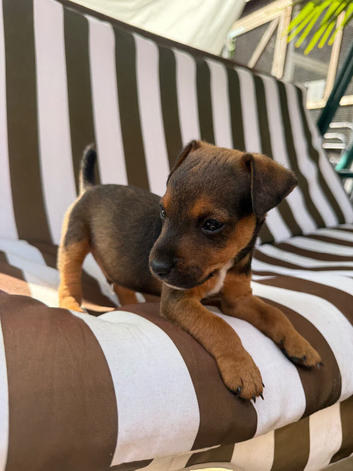 Russel puppies