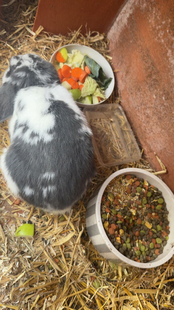 male rabbit for rehoming.
