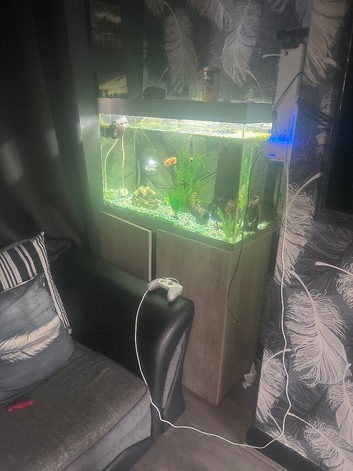 Fish tank for sale and tropical fish
