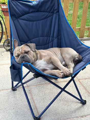 Micro bully x frenchie