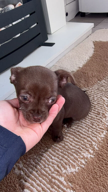 Chihuahua puppies