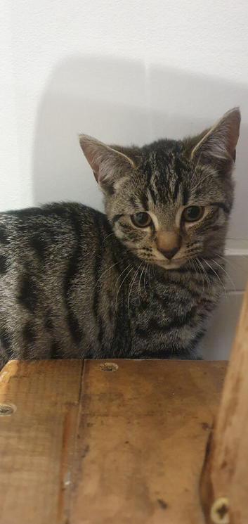 14 week old kittens looking for their forever homes