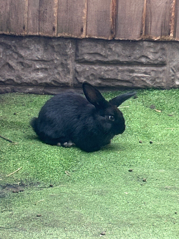 Baby Flemish male