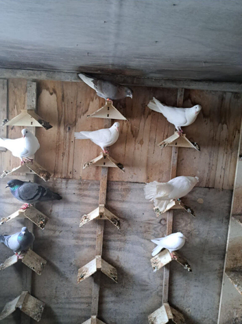 Pigeons