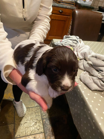 Springer Spaniel Pups for Sale ALL SOLD