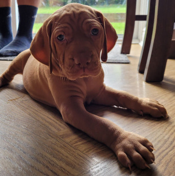 KC hungarian vizsla puppies for sale ( ready to go 13th June)