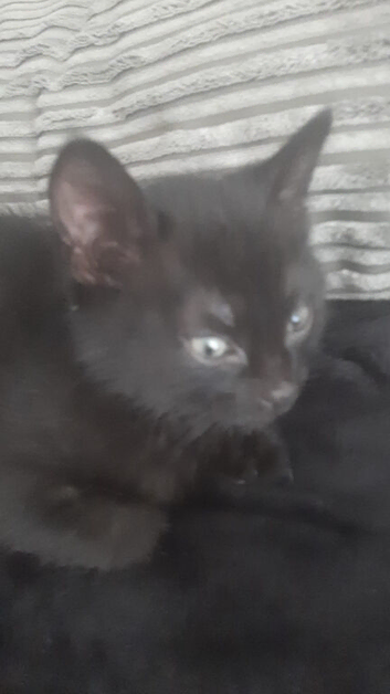 Kitten