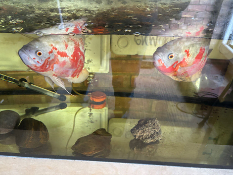 2xAdult Oscars and 300ltr tank