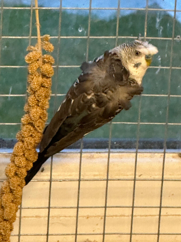 Black faced budgies