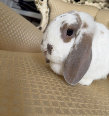 Willow French lop doe available!