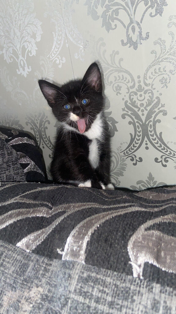 2 beautiful boy kittens