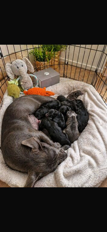 staffy puppies