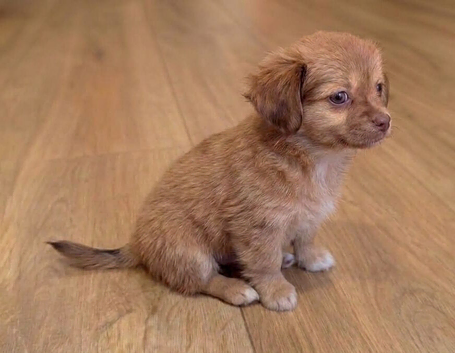 Chihuahua Boy - Ready for loving home