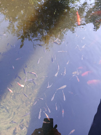 Juvenile Goldfish Available to Good Home