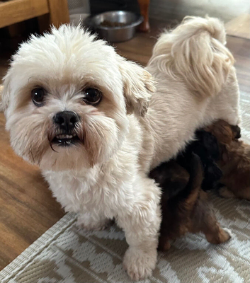 Lhasapoo puppies