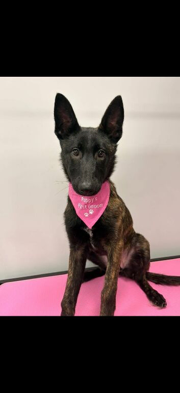 Belgium Shepherd cross