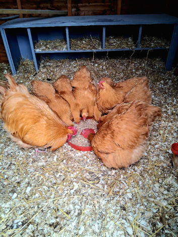 Purebred Buff Orpington lg Fowl hatching eggs