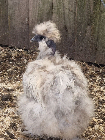 Silkie Splash eu showgirl