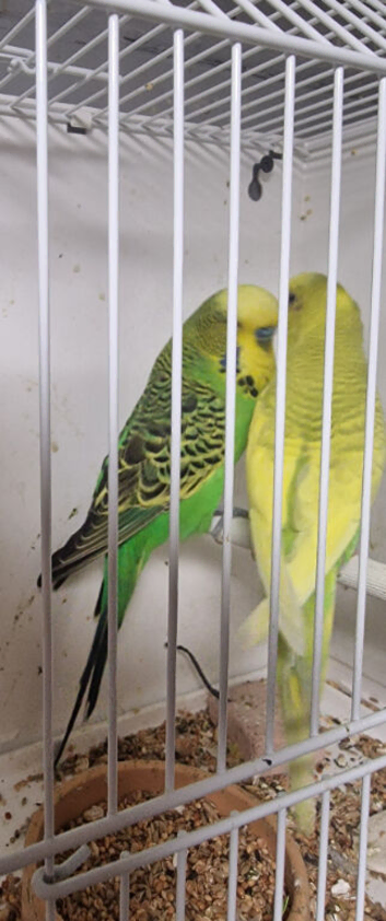 Pair of budgies