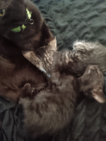 2x black female kittens 12 weeks old wormed flead