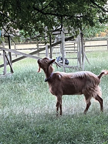 For Sale: Registered Royal Golden Guernsey Buck