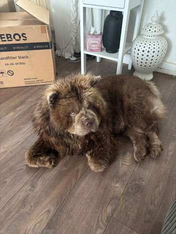 Male chow chow lilac