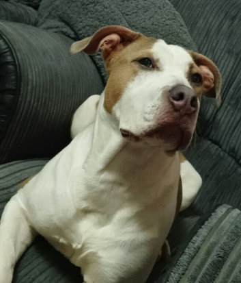 Staffy bitch