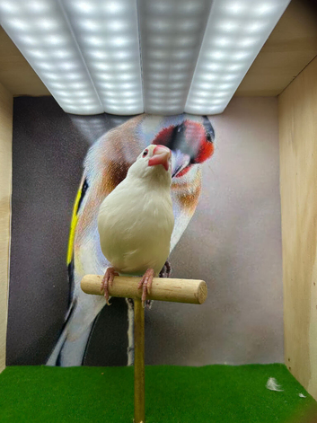 White Java finches