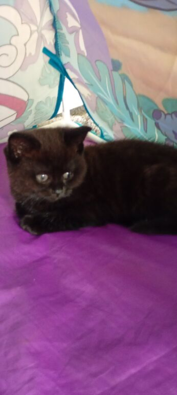 Brown kitten