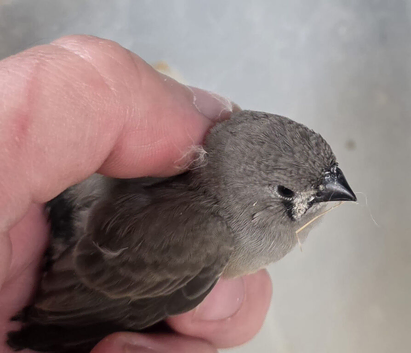 Zebra finches for sale