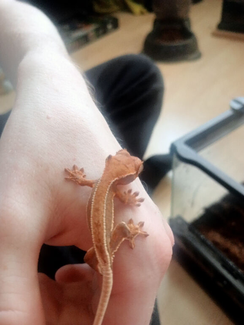 3 baby crested geckos