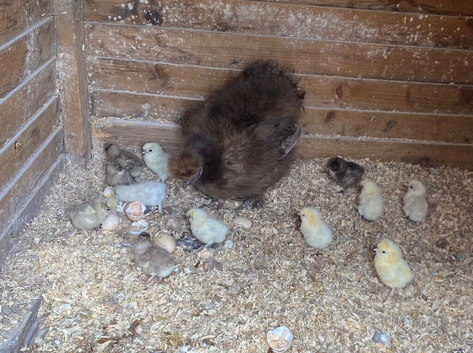 Silkie hen and 12 chicks