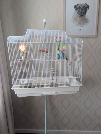 2 male budgies with cage and stand