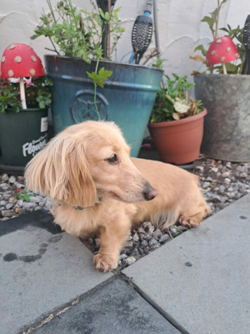 Cream longhaired dachshund female kc reg