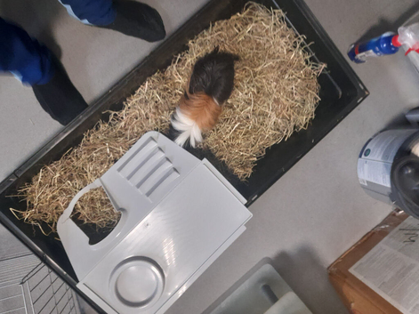 Peruvian Guinea pig