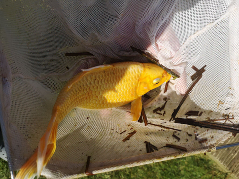 Selling Pond fishes