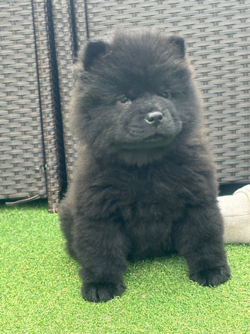 Chows ready and reduced !!